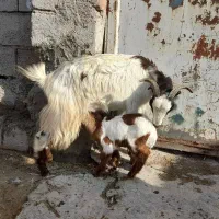 ۱ عدد بز بچه دار جوان و سالم