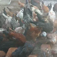 مرغ تخم گذاری و خروس|حیوانات مزرعه|اندیمشک, |دیوار