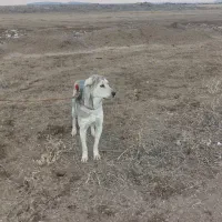 ماده پژدر واگذار میشود|سگ|بازرگان, |دیوار