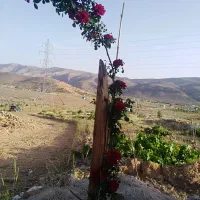 فوقالعاده و ویژه|فروش زمین و ملک کلنگی|شیراز, جوادیه|دیوار