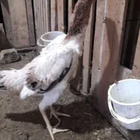 مرغ|حیوانات مزرعه|لاهیجان, انقلاب|دیوار