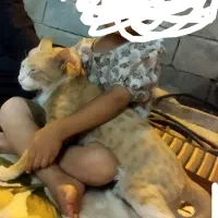 گربه رایگان