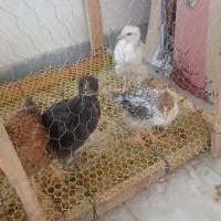 جوجه مرغ ۲ ماهه