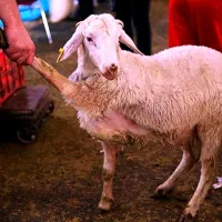 گوسفند چاق بره نرینه قلم ابی زنده تضمینی بشرط|حیوانات مزرعه|مشهد, عبادی|دیوار