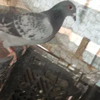 کبوتر سنگی|پرنده|سراوان, |دیوار