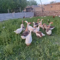 غاز و قوغاز طبیعی و جوان