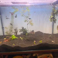 ماهی گیاهخوار|ماهی|تهران, شیوا|دیوار