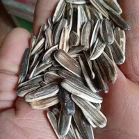 تخمه سنقری مناسب بذر  و خوردن