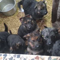 واگذاری توله ژرمن شولاین