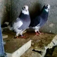 کبوتر