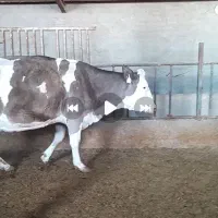 گاو سیمینتال