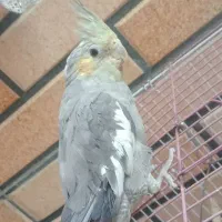 عروس  نر سخنگو معاوظه سهره ماده قناری نر