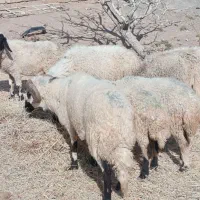 ۶ تا میش داشتی بایک عدد قوچ تخمی گوزل