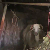 بره نر برای کشتار