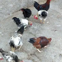 خروس کوردی|حیوانات مزرعه|سرپل ذهاب, |دیوار