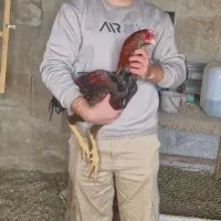 سه عدد خروس لاری