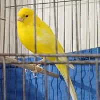 قناری ماده سوپر