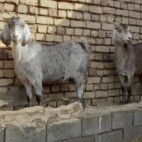 چند راس بز و کولار فروشی|حیوانات مزرعه|بردسکن, |دیوار