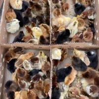 فروش جوجه محلی یک روزه