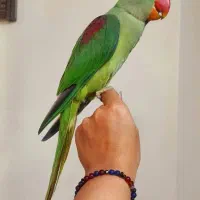 شاه طوطی رام و چلوندنی سخنگو