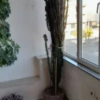 گل طبیعی و خانگی|گل و گیاه طبیعی|اشنویه, |دیوار