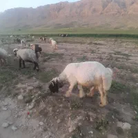 قیمت ۱۱۰۰۰۰۰۰۰میلیون تومان