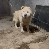 ماده چاو چاو|سگ|قائم‌شهر, |دیوار