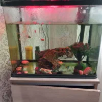 ماهی واکواریوم