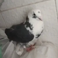 کبوتر|پرنده|کرمانشاه, |دیوار