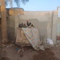 مرغ عربی سالم|حیوانات مزرعه|اهواز, پردیس|دیوار