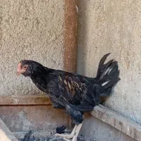 جوجه خروس