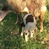 میش و بره پلنگی