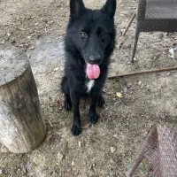 ژرمن بلک نر ( واگذاری)