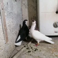 ۳جفت کبوتر|پرنده|نیشابور, گنبد سبز|دیوار