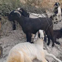حیوان   بز