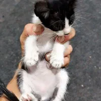 فروش بچه گربه اسکاتیش