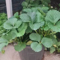 نشاتوت فرنگی|گل و گیاه طبیعی|شیراز, حومه شیراز|دیوار