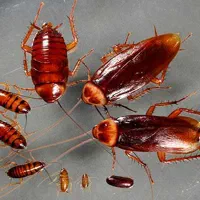 سمپاشی سوسک کابینتی ساس موش سم‌پاشی مورچه