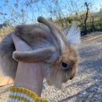 فروش خرگوش|موش و خرگوش|شاندرمن, |دیوار