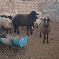 قوچ شال