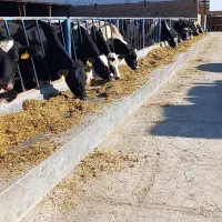 گاو تلیسه گله گاو شیری ریجستر شناسنامه دار