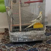 پرنده بالغ|پرنده|بهارستان, |دیوار