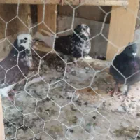 کبوتر کفتر پرشی|پرنده|شاهینشهر, حاجی آباد|دیوار