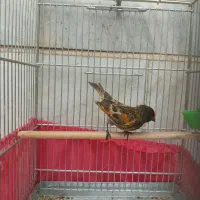 گلبسر نر مست مست