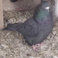 30 عدد کبوتر حسابی