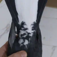 کبوتر قره اقویروغ مایا|حیوانات|تبریز, |دیوار