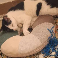 بچه گربه