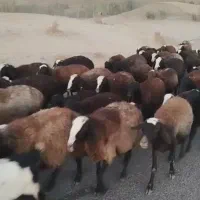 فروش میش ابستن