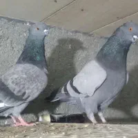 کبوتر سبز کاکلی