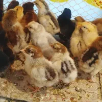 جوجه گلپایگانی